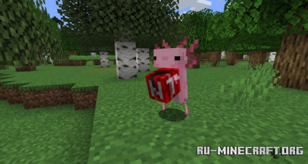  Axolotls  Minecraft 1.15.2