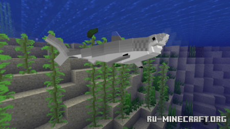  Shark Biology: No Limits Update  Minecraft PE 1.16